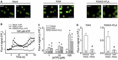 Function of P2X4 Receptors Is Directly Modulated by a 1:1 Stoichiometric Interaction With 5-HT3A Receptors